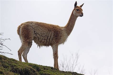 The Story of the Alpaca - Brevard Zoo Blog