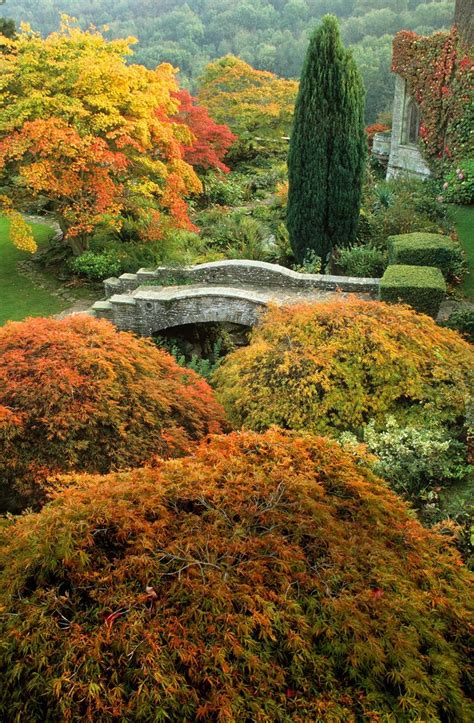 6 acer tree varieties and care tips | Acer trees, Country living uk, Gardening tips