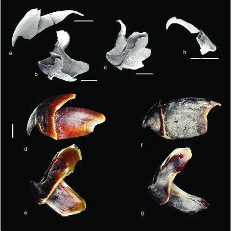 Beaks of fossil and Recent Coleoidea [originals of HARZHAUSER (1999 ...