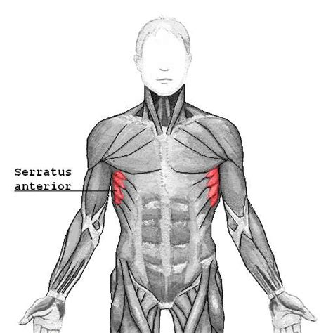 serratus anterior, muscles, yoga muscles, anatomy, wings, wing muscles