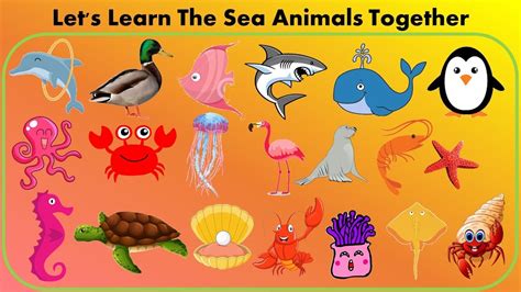 Learning the sea animals for kids - YouTube