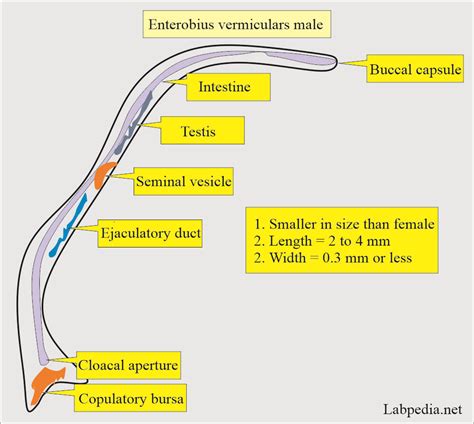 Enterobius Vermicularis In Urine Treatment