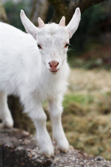 Pin by Brittany Brown on Baby Goats (With images) | Goats, Baby goats ...