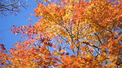 Orange Autumn Leaves Against Bright Stock Footage Video (100% Royalty ...