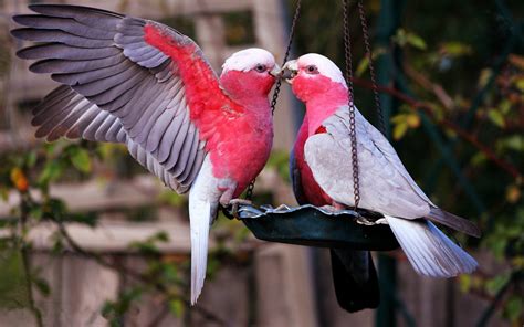 Free download wallpapers Love Birds Desktop Wallpapers [1600x1000] for your Desktop, Mobile ...