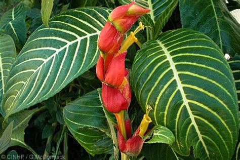 Sanchezia Speciosa – Aloha Tropicals