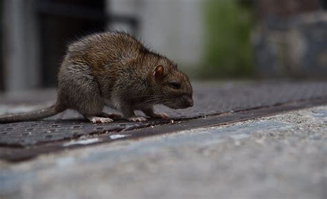 Contractors Required to Comply with New NYC Rat Laws | Engineering News ...