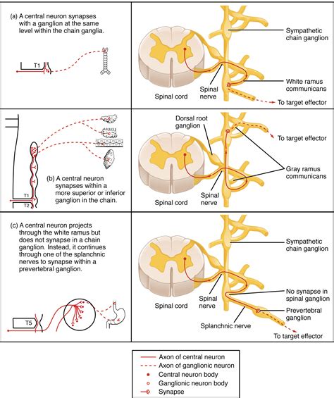 OpenStax AnatPhys fig.15.3 - Sympathetic Connections and the Ganglia - English labels | AnatomyTOOL