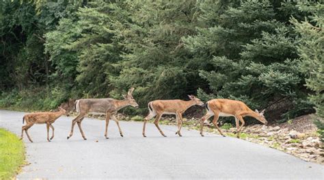 CWD Deer Symptoms (how to tell if a deer has Chronic Wasting Disease)