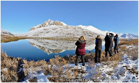 Polar Bear Tours - #1 Polar Bears Tour in Alaska!