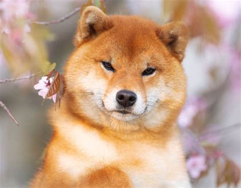 How Much Do Shiba Inu Puppies Cost? - My First Shiba Inu