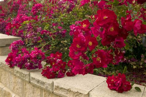 Flower Carpet Scarlet Groundcover Rose - Plant Library - Pahl's Market - Apple Valley, MN