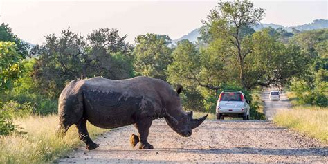 Best Rest Camps in Kruger National Park – SafariBookings