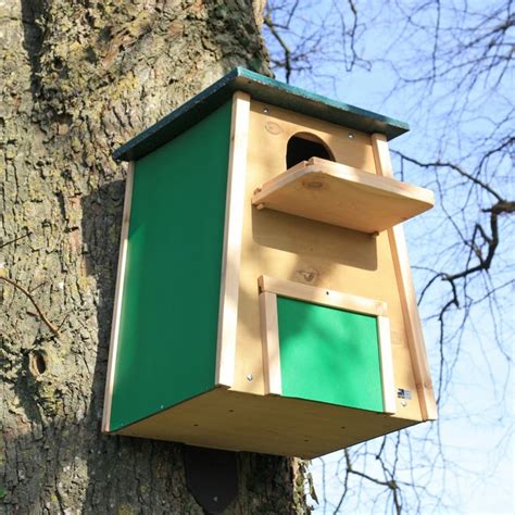 Barn Owl Nest Box | Owl nesting, Owl nest box, Barn owl