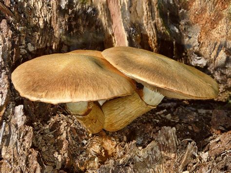 Fungus in Rotting Tree Stump | At this time of the year you … | Flickr