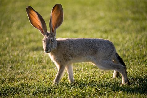 animals with long ears family feud - iglesiamariainmaculadavannuysca