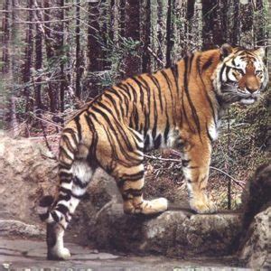 The Korean Tiger – KFAUSA.org