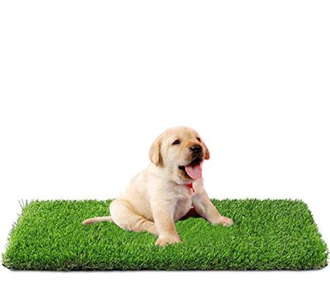 Best Astro Turf For Dogs in September - 2022 - ScribeTime