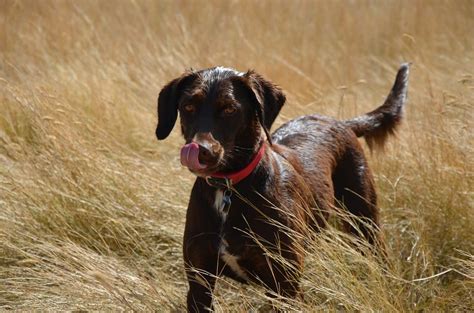 A Wagging Dog Tail: The Science Behind It - Scottsdale Pet Hotel