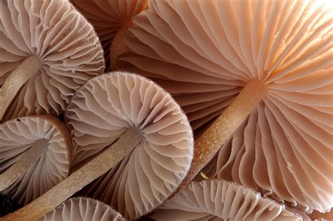 How to Photograph Fungi | Nature TTL