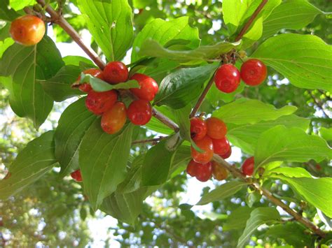 Cornus mas fruit | Rotary Botanical Gardens