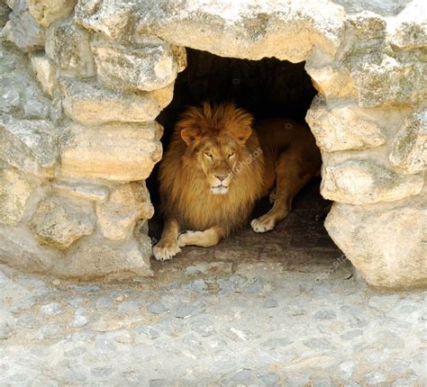 Lion lying in the cave — Stock Photo #3603954