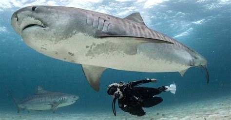 5 Places Where You Can Safely Dive With Sharks Around the World