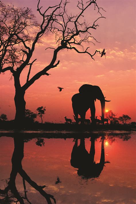 Elephant Sunset Wallpapers - Top Free Elephant Sunset Backgrounds ...