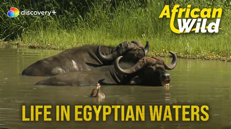 Routines of water animals l African Wild l discovery+ - YouTube