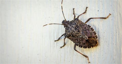 Comment éliminer les punaises diaboliques de la maison