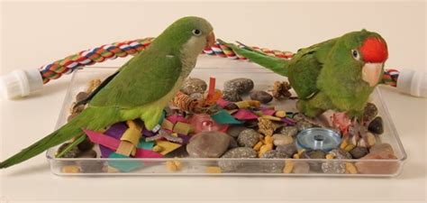 Foraging Toys for Birds - Hari