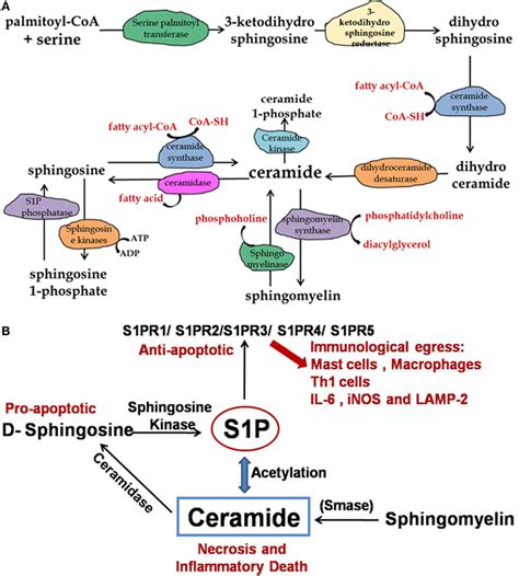 Frontiers | Sphingolipids Are Dual Specific Drug Targets for the Management of Pulmonary ...