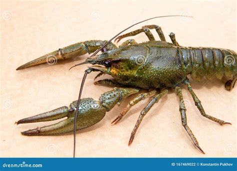 European Crayfish, Astacus Astacus Traditional Food Royalty-Free Stock Photography ...