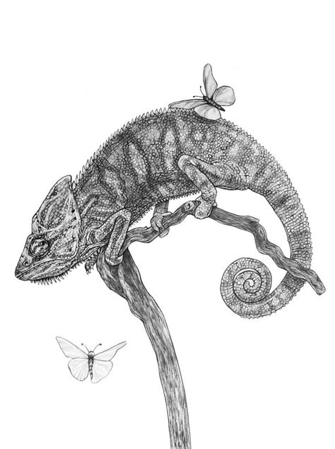 Chameleon Pencil Drawing