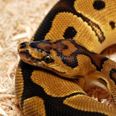 Clown - BaileyReptiles.com from Bailey & Bailey Reptiles