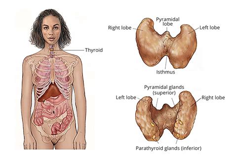 Types of Thyroid Cancer: Papillary, Follicular and More