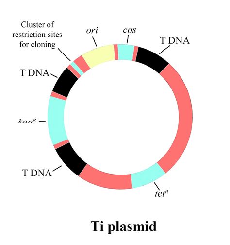 Plasmids are suitable vectors for genetic cloning as(a) They are ...