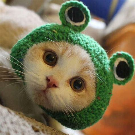 Knitted Wool Frog Pet Hat | Buy Wholesale Products With No MOQ in 2021 | Cute animals, Cat ...