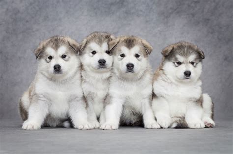 Malamute do Alasca: personalidade, cuidados e fotos da raça