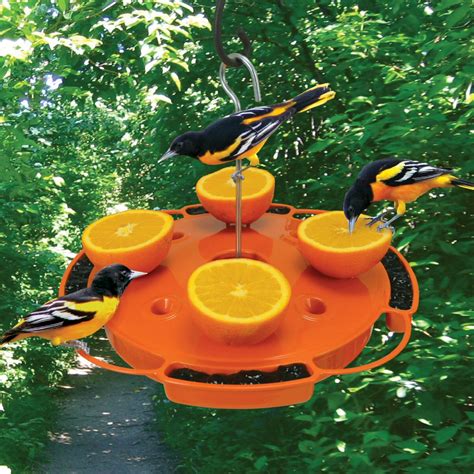 Oriole Fruit, Jelly & Nectar Bird Feeder | Momma's Home Store