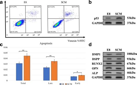 Cell apoptosis assay and Western blot. a Representative images of cell ...