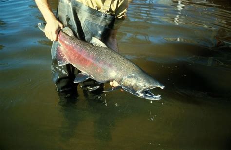 FWP Declares Fort Peck Salmon Spawn Effort a Success - Montana Hunting ...