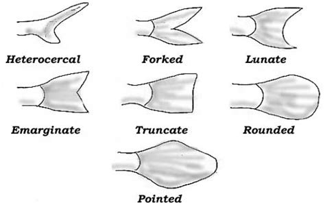 Terminology General