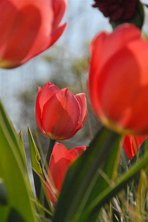 Red Tulips Free Photo Download | FreeImages