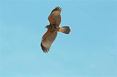 Juvenile Harris's Hawk In Flight Photograph by Ana Gonzalez - Pixels