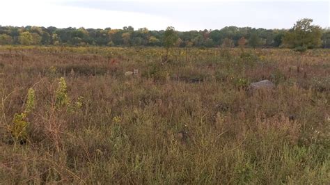 Spotted a coyote on a bison range in southern MN. Faaaar away from the bison. Smart coyote. : r ...