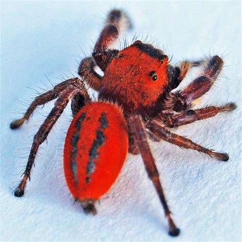 A Male Cardinal Jumping Spider from North Zulch, Texas | Spider, Spider species, Jumping spider