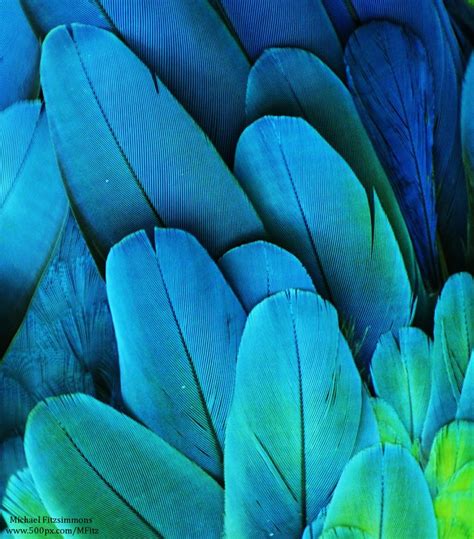 Macaw Feathers 10 | Macaw feathers, Macaw, Feather