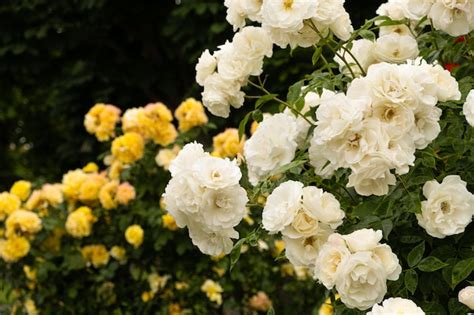 Premium Photo | Lots of white and yellow roses in the garden gardening growing roses