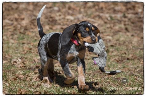 Bluetick Coonhound Mix | www.pixshark.com - Images Galleries With A Bite!